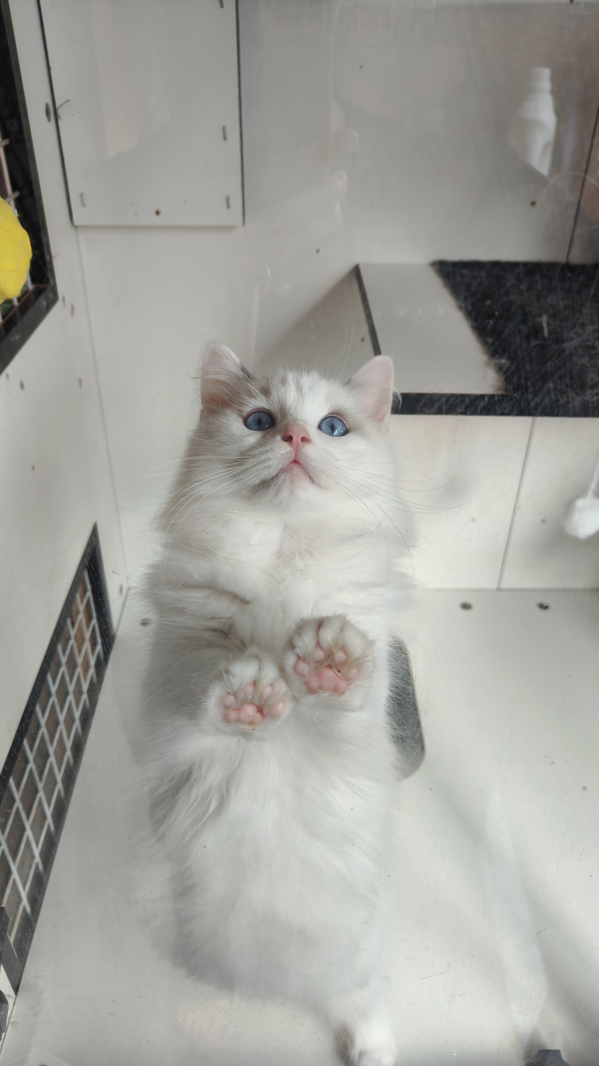 家养布偶猫,弟弟妹妹都有,健康无藓,浅色系布偶,喜欢的来！